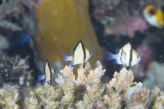 Dascyllus reticulatus