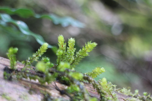 Garovaglia elegans observed 2024-02-07