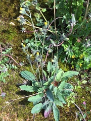 Hieracium glaucinum