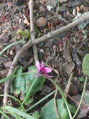 Cyclamen