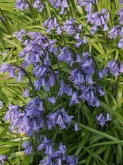 Hyacinthoides non-scripta