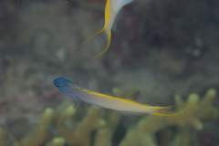 Eyelash Harptail Blenny photo 2