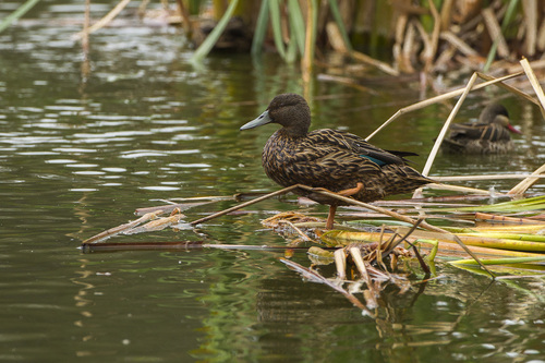 Meller's Duck