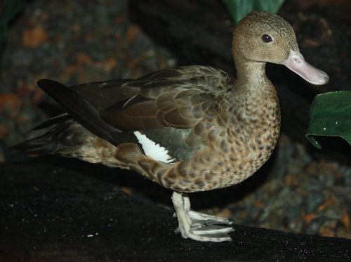 Bernier's Teal