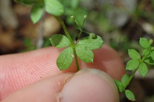 Image of Galium propinquum by (c) Oscar Dove, some rights reserved (CC BY)