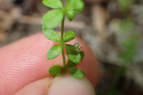 Image of Galium propinquum by (c) Oscar Dove, some rights reserved (CC BY)