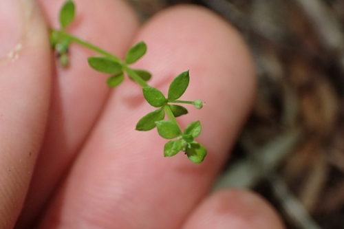 Image of Galium propinquum by (c) Oscar Dove, some rights reserved (CC BY)