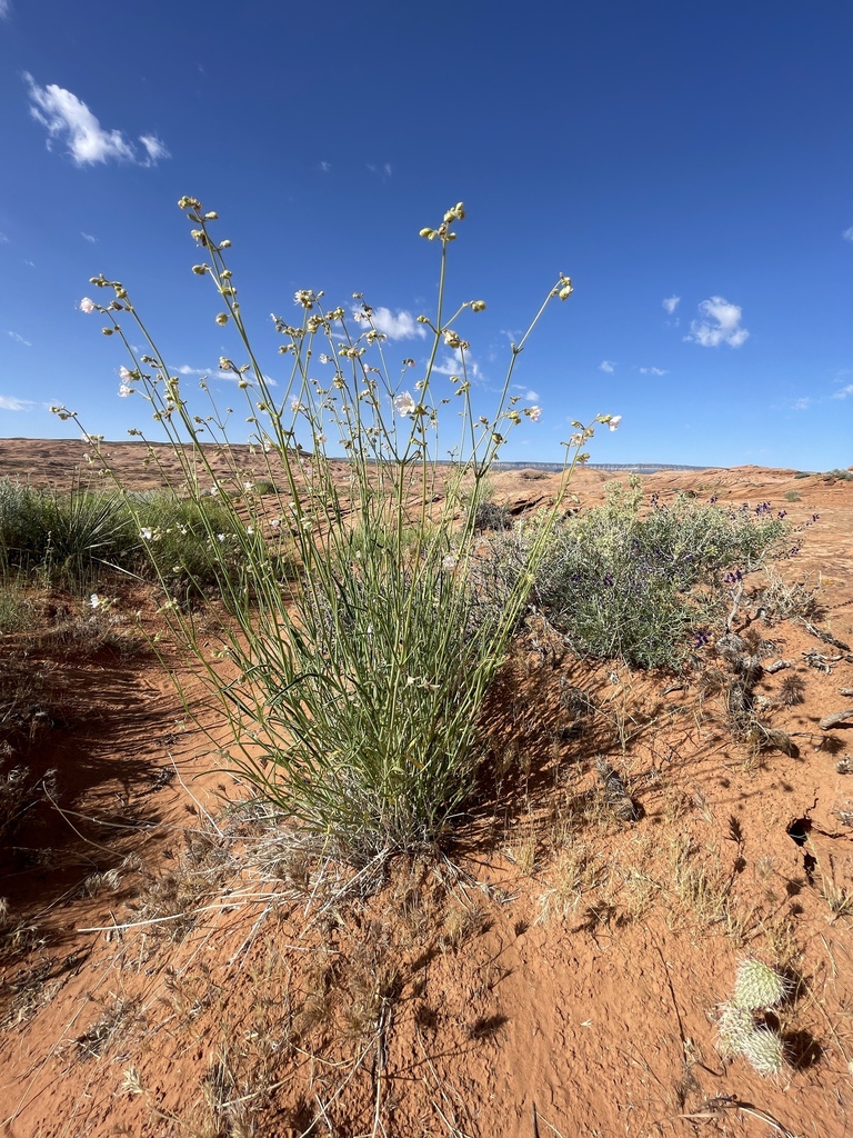 Narrowleaf Four o'Clock