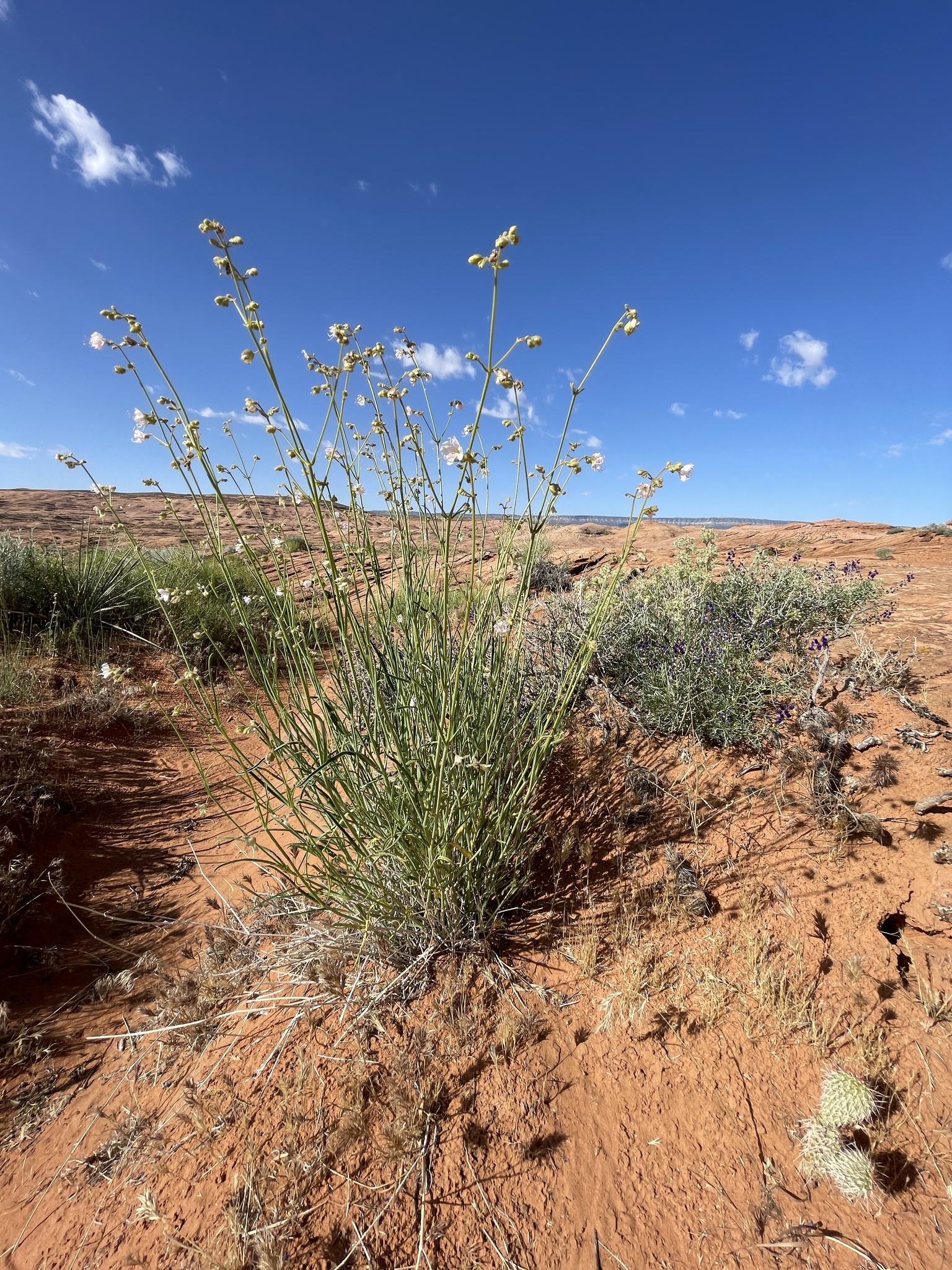 Mirabilis linearis
