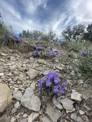 Duchesne penstemon (Penstemon dolius var. duchesnensis)