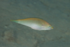 Stethojulis interrupta