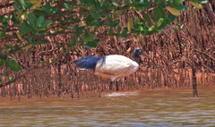 Malagasy Sacred Ibis photo 2