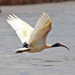 Malagasy Sacred Ibis - Photo (c) Jerry Oldenettel, some rights reserved (CC BY-NC-SA)