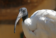 Malagasy Sacred Ibis photo 4