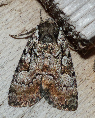 Large-spotted Dart photo 5