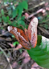 Lebadea martha parkeri