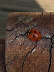 Coccinella septempunctata