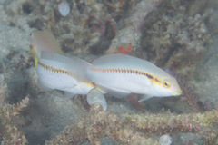 Halichoeres scapularis