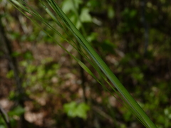 Piptochaetium avenaceum