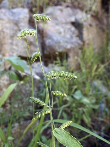 Canyon Cupgrass (Eriochloa lemmonii)