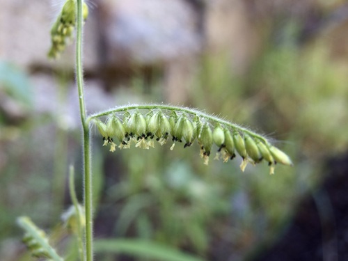 Image of Eriochloa lemmonii by (c) Sue Carnahan, some rights reserved (CC BY)