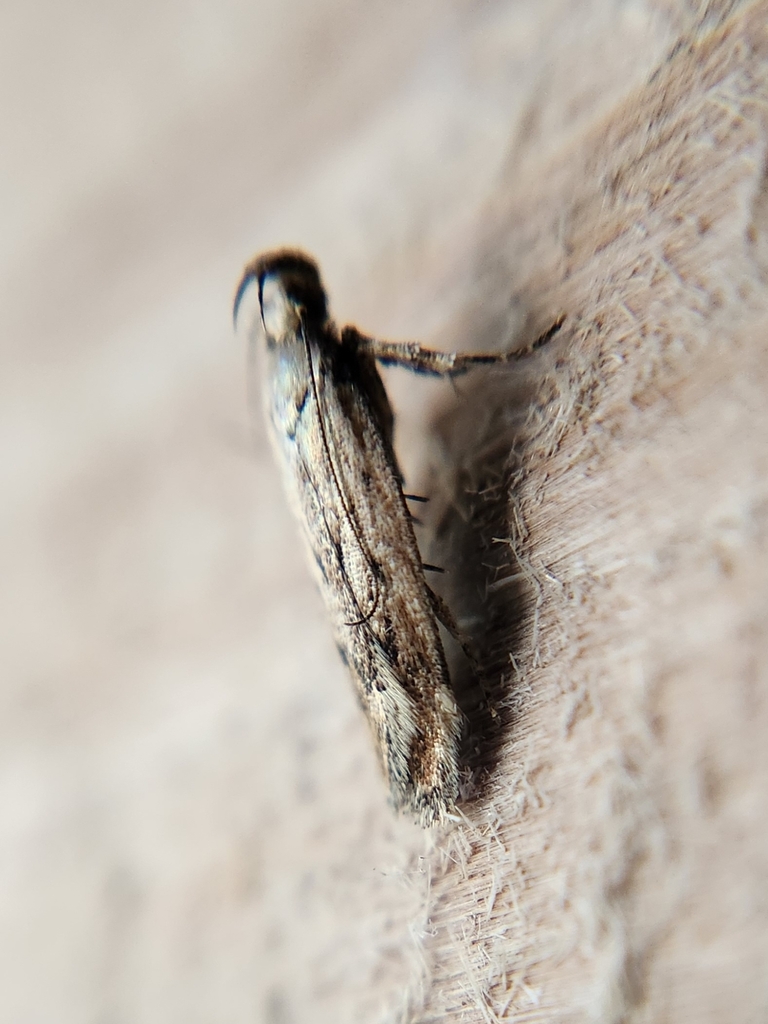 Filatima normifera