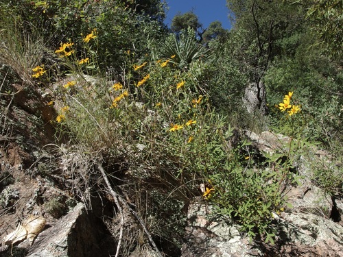 Image of Tagetes lemmonii by (c) Sue Carnahan, some rights reserved (CC BY)