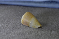 Conus aplustre