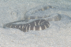 Acrochordus granulatus