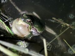 Hyla intermedia perrini