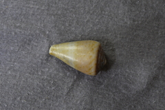 Conus aplustre