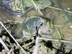 Hyla intermedia perrini