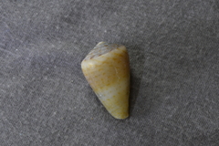Conus aplustre