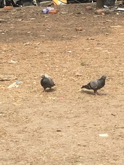 Columba livia domestica