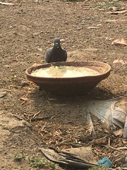 Columba livia domestica