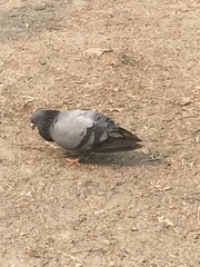 Columba livia domestica