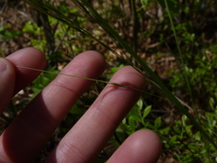 Piptochaetium avenaceum