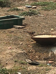 Passer domesticus