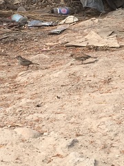 Passer domesticus