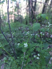 Chaerophyllum procumbens