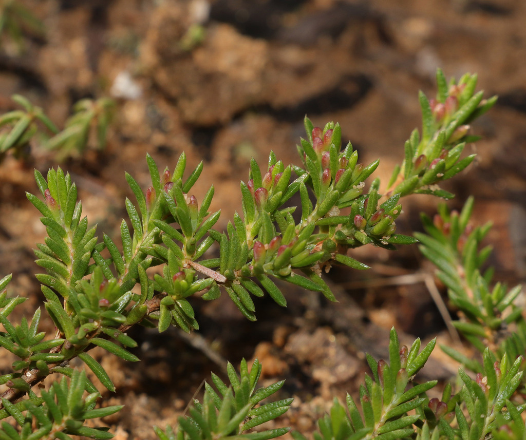 Homoranthus bebo
