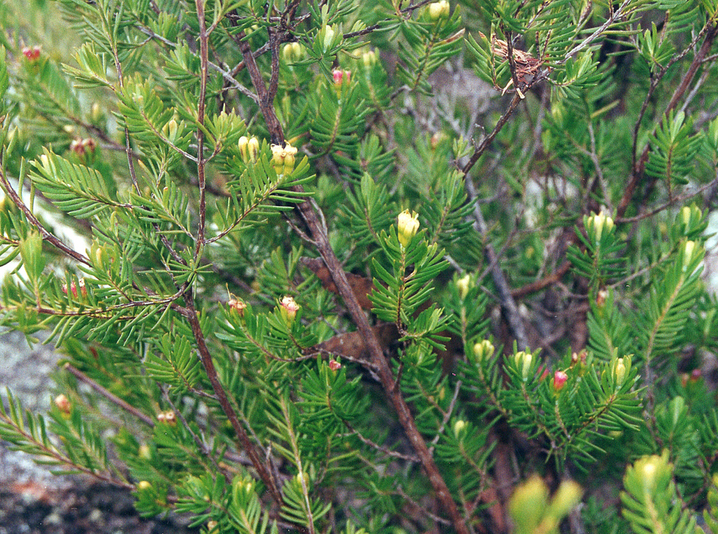 Homoranthus bruhlii