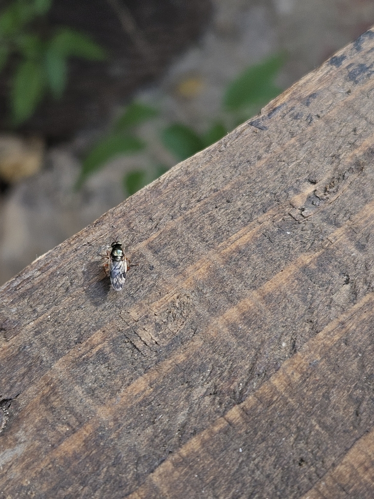 Beridops maculipennis