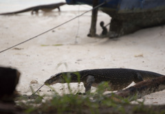 Varanus togianus