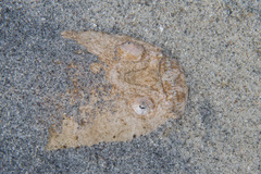 Uranoscopus sulphureus