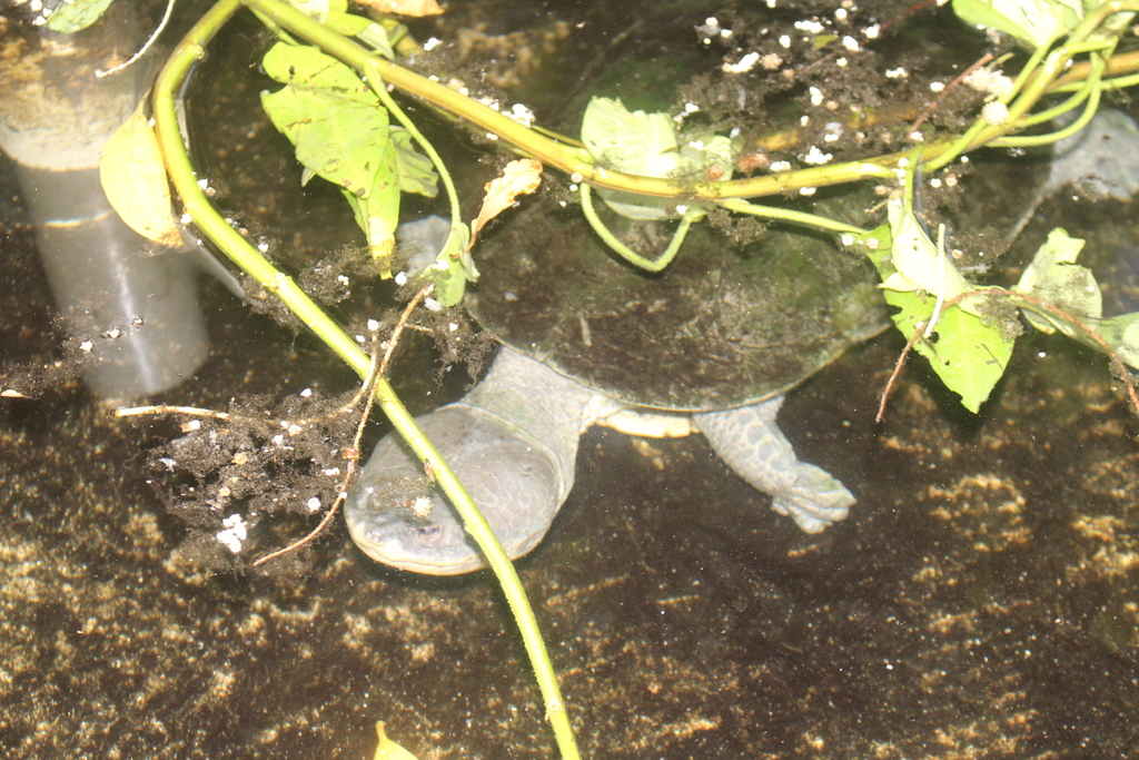 Dahl's Toad-headed Turtle in July 2023 by Santiago Pérez · iNaturalist