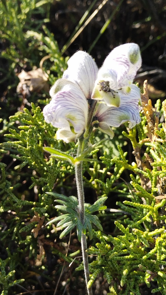 Aconitum rotundifolium; photograph Andrew Bazdyrev, CC BY, iNaturalist via GBIF
