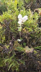 Andrew Bazdyrev, CC BY, iNaturalist via GBIF Aconitum rotundifolium, photograph Andrew Bazdyrev, CC BY, iNaturalist via GBIF