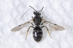 Hemihalictus
