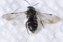 Hemihalictus